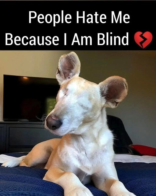 "Hate Me Because I'm Blind"? Impossible! Your Graceful Spirit Shines with Pure Love!