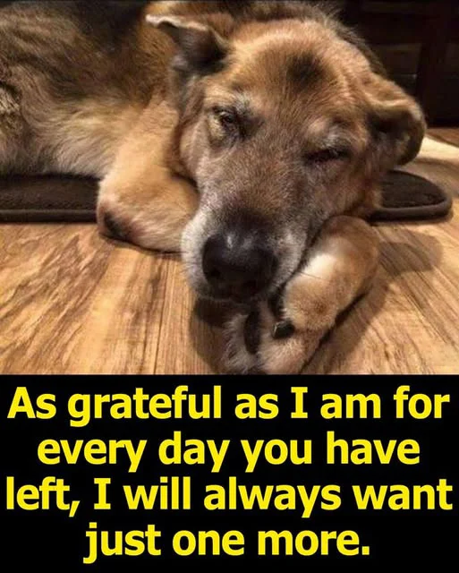 499126231 122258593052030927 134854103870565587 n (1)